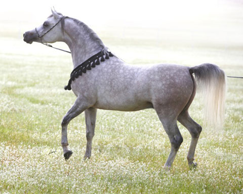 Ansata Sheikh Halim ( Ansata Hejazi x Ansata Samiha )